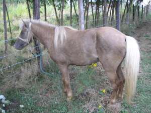 VAND PONEY,  ARMASAR
