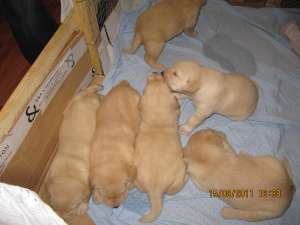 Vindem puiuti de labrador auriu