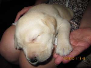 Vindem puiuti de labrador auriu