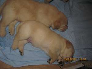Vindem puiuti de labrador auriu
