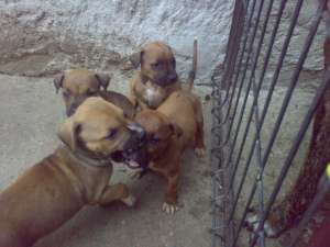 Pui rasa Amstaff din parini de exceptie(pedigree)