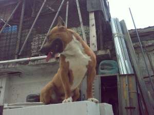Pui rasa Amstaff din parini de exceptie(pedigree)