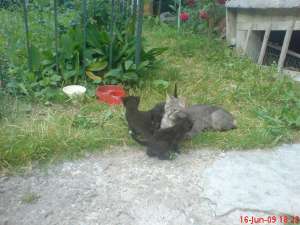 ofer spre adoptie pisoiasi mici si dragalasi