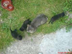 ofer spre adoptie pisoiasi mici si dragalasi
