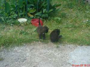 ofer spre adoptie pisoiasi mici si dragalasi
