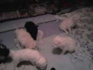 Vand pui Caniche.