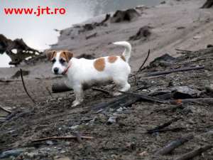 Pui Jack Russell Terrier de vanzare