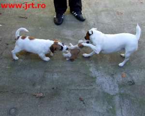 Pui Jack Russell Terrier de vanzare