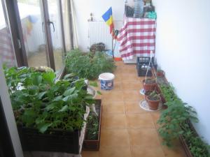 Particular vand / schimb vila P+1+pod Branesti