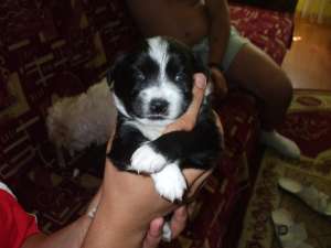 vand Bichon metis