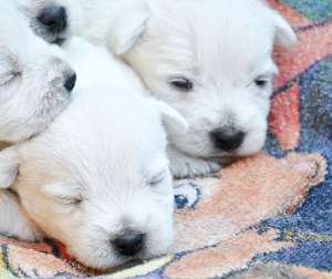 Vand pui WESTIE