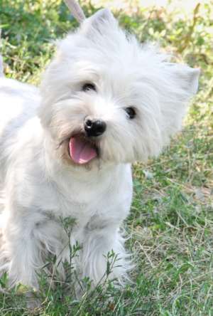 Vand pui WESTIE
