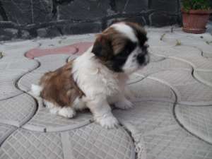 pui shih-tzu