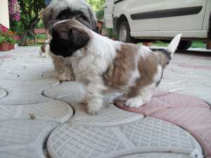 pui shih-tzu