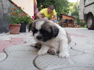 pui shih-tzu