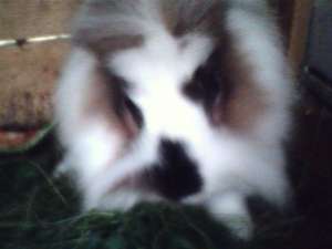 Iepure Angora