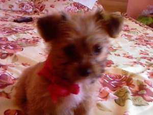 Vand urgent pui bichon