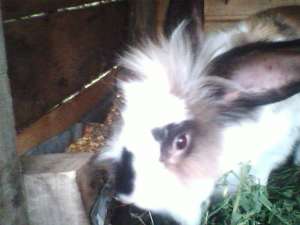 Iepure Angora
