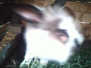 Iepure Angora