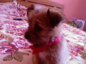 Vand urgent pui bichon