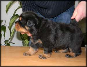 vand rottweiler