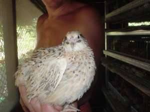 VAND PREPELITE