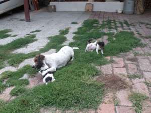 Vand Catei Fox Terrier