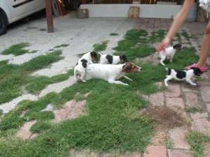 Vand Catei Fox Terrier
