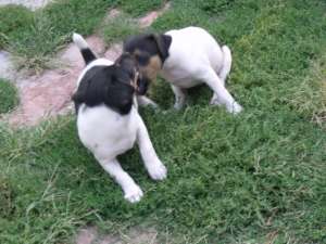 Vand Catei Fox Terrier