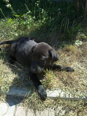 VAND PUI LABRADOR SUPERBI