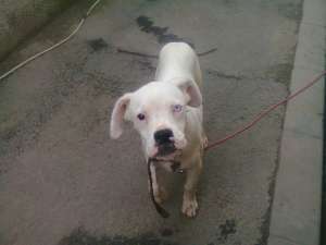 vand urgent catel boxer . pret de criza