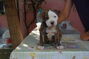AMERICAN BULLDOG JONSON