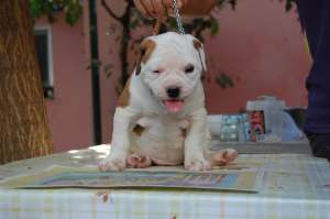 AMERICAN BULLDOG JONSON