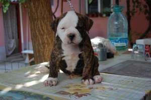 AMERICAN BULLDOG JONSON