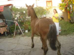 vand manz 5 luni,  29 martie 2011 data nasterii 1.40m bleg pret usor negociabil