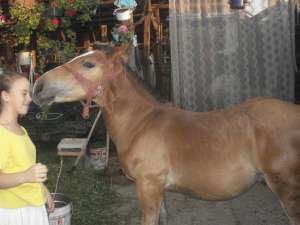 vand manz 5 luni,  29 martie 2011 data nasterii 1.40m bleg pret usor negociabil