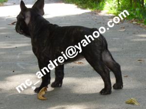 BULLDOG FRANCEZ CU PEDIGREE