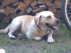 Ofer monta labrador retriever (auriu) cu pedigree-3 ani