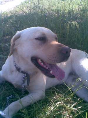 Ofer monta labrador retriever (auriu) cu pedigree-3 ani