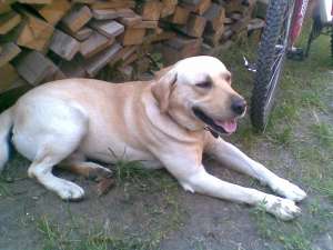 Ofer monta labrador retriever (auriu) cu pedigree-3 ani