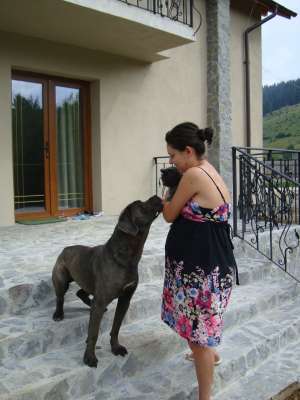 Vand cane corso gri