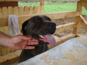Vand cane corso gri