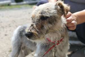 Donez Fox Terrier