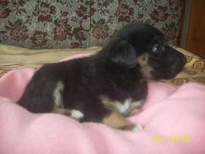 ciobanesc german spre adoptie