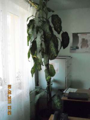 Floare deosebita