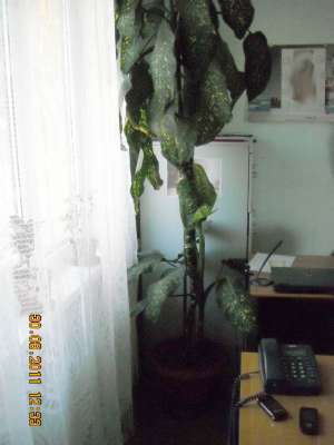 Floare deosebita