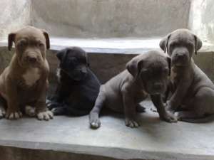 vand doi pui cane corso