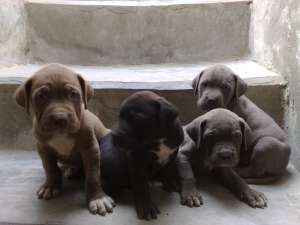 vand doi pui cane corso