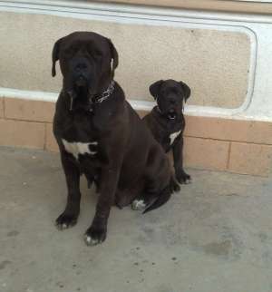 vand doi pui cane corso