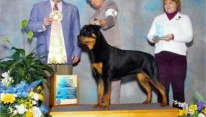 Femela Rottweiler cu Pedigree